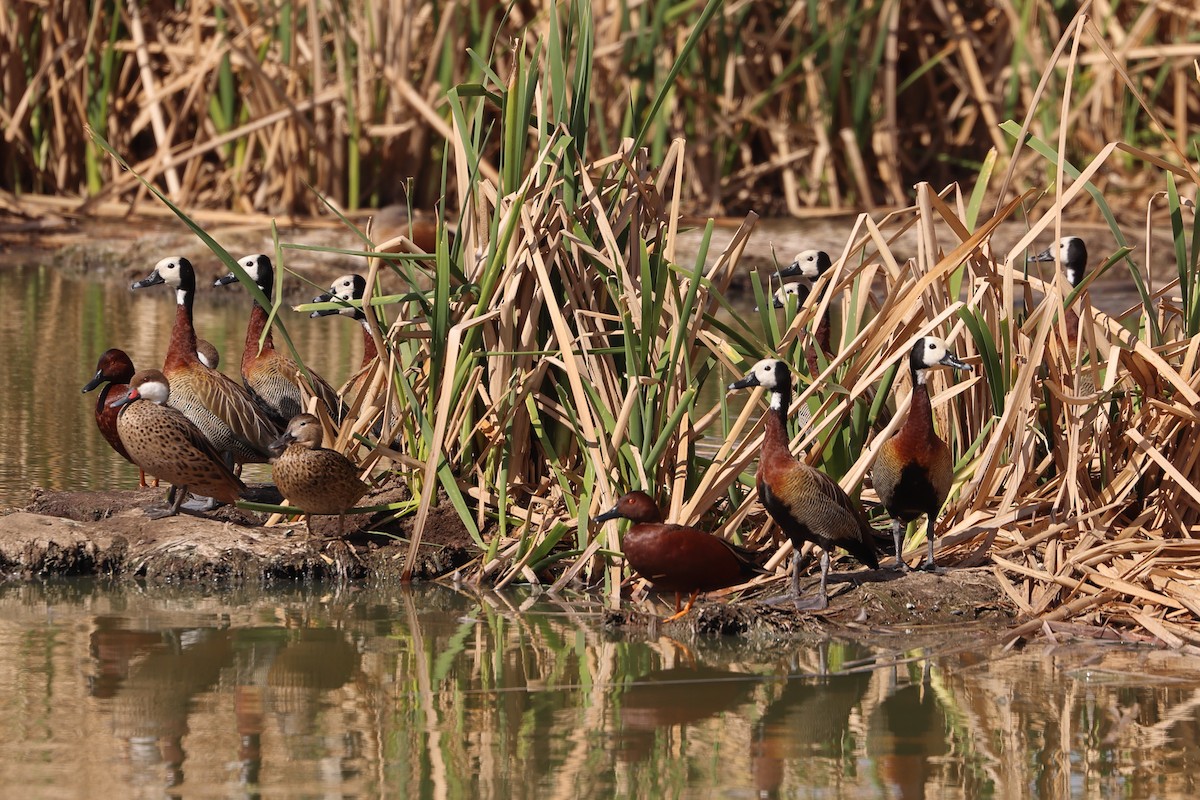 White-faced Whistling-Duck - ML624055952