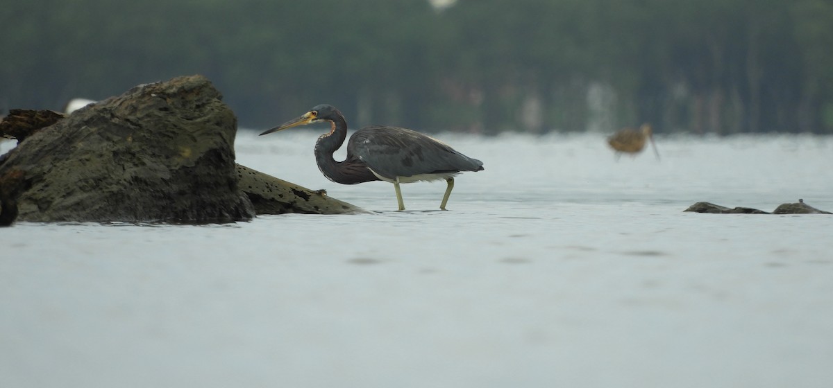 Tricolored Heron - ML624055976