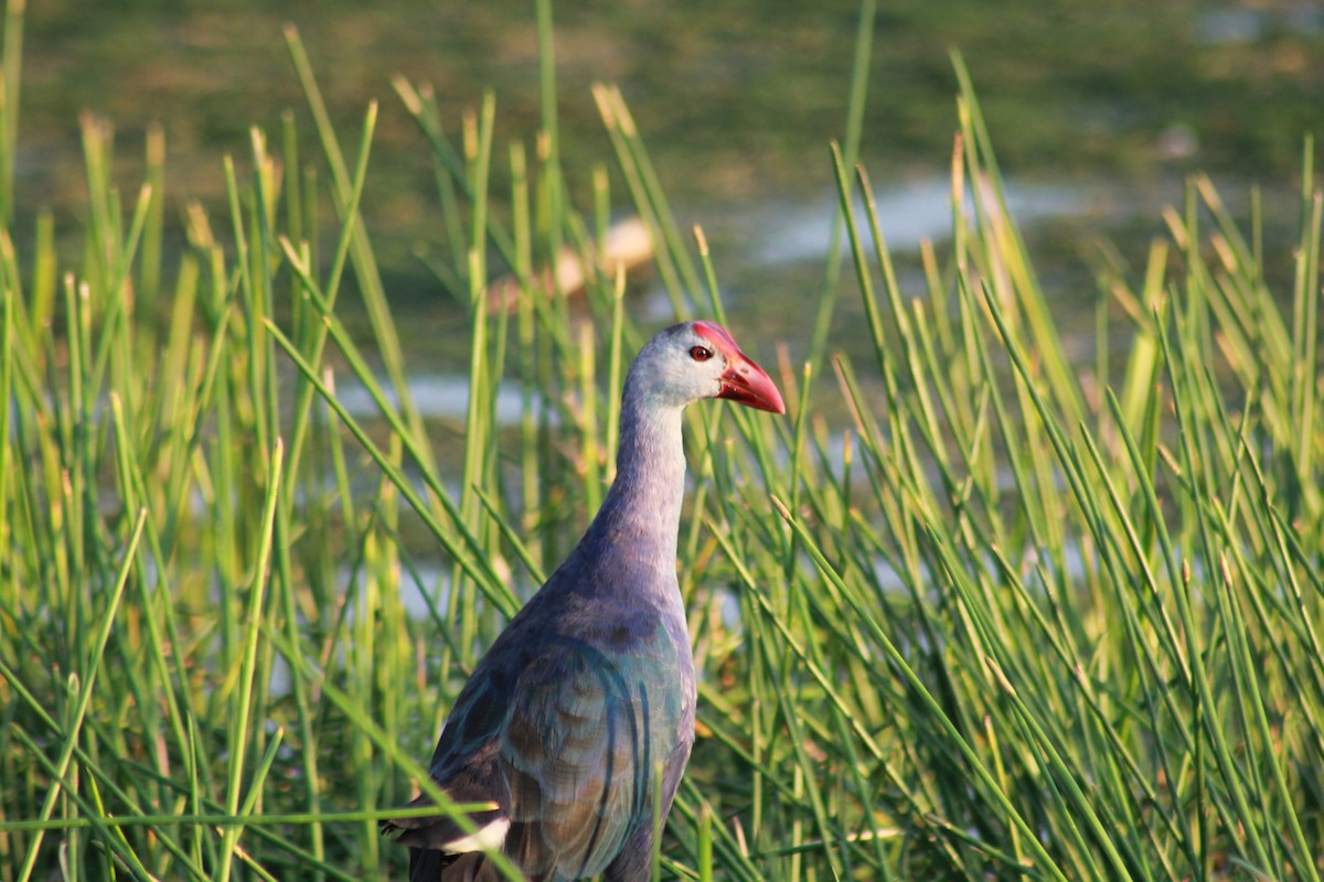 Gray-headed Swamphen - ML624055997