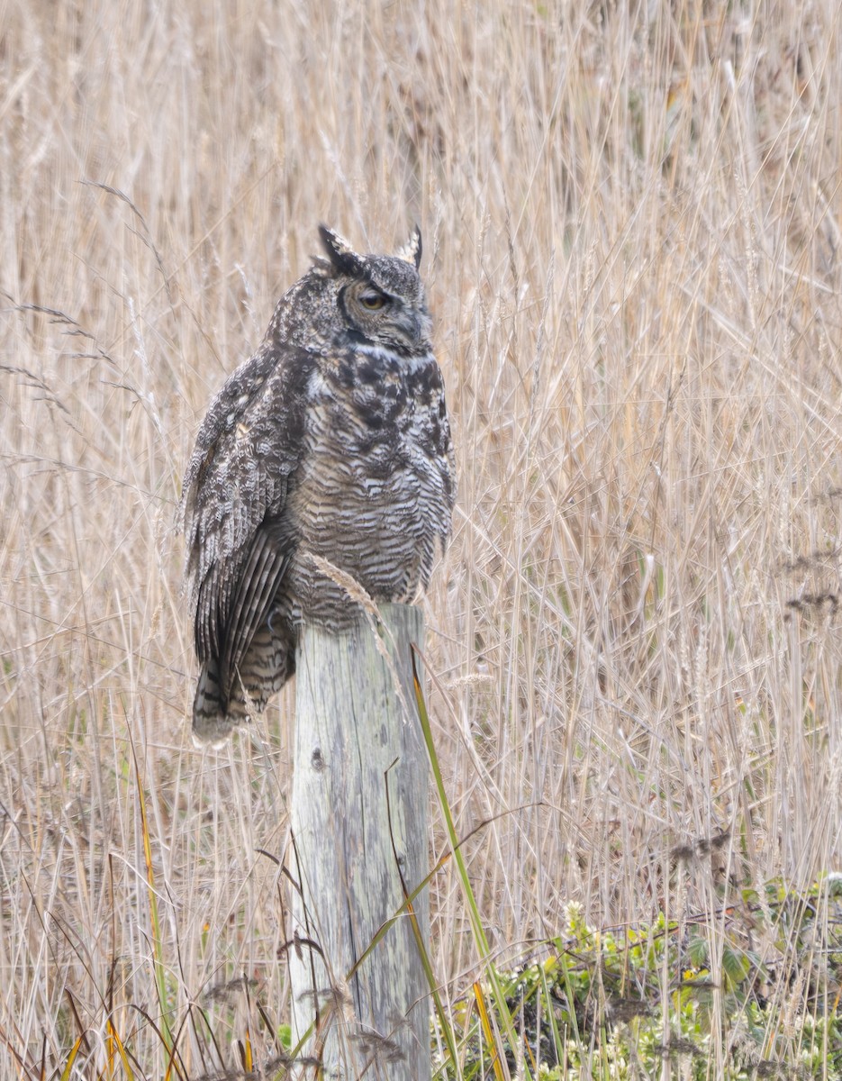 Great Horned Owl - ML624056001