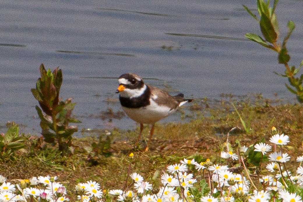 Common Ringed Plover - ML624056022