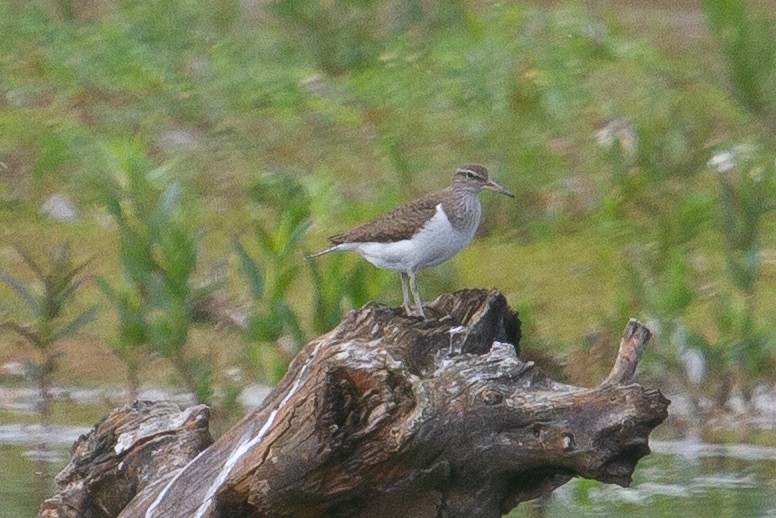 Common Sandpiper - ML624056029