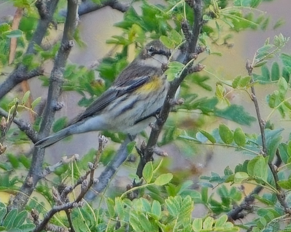 Yellow-rumped Warbler - ML624056051