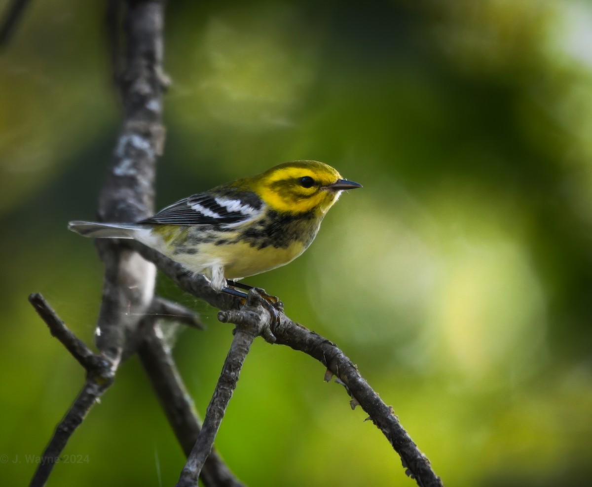 Black-throated Green Warbler - ML624056052