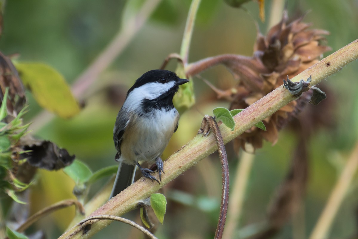 Black-capped Chickadee - ML624056065