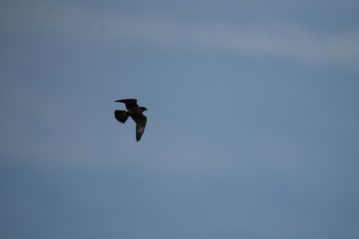 Peregrine Falcon - Will Cihula