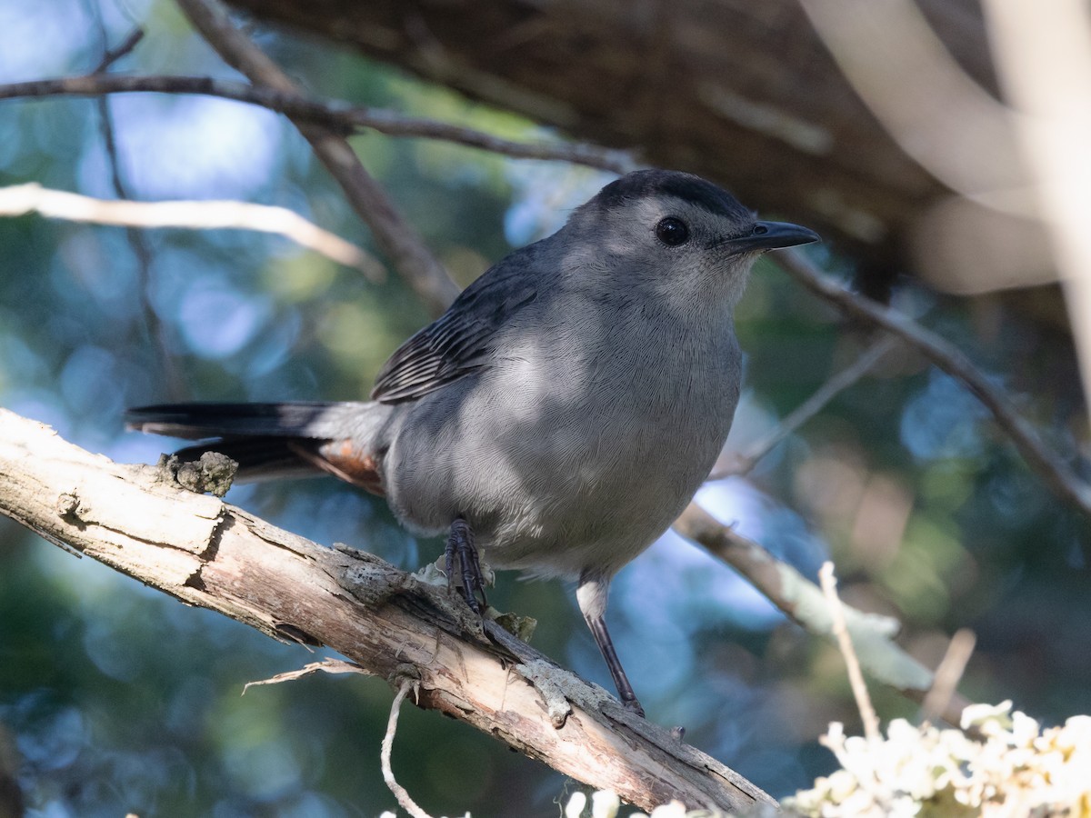 Gray Catbird - ML624056074