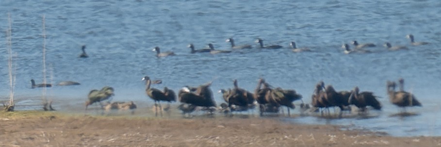 White-faced Ibis - ML624056076