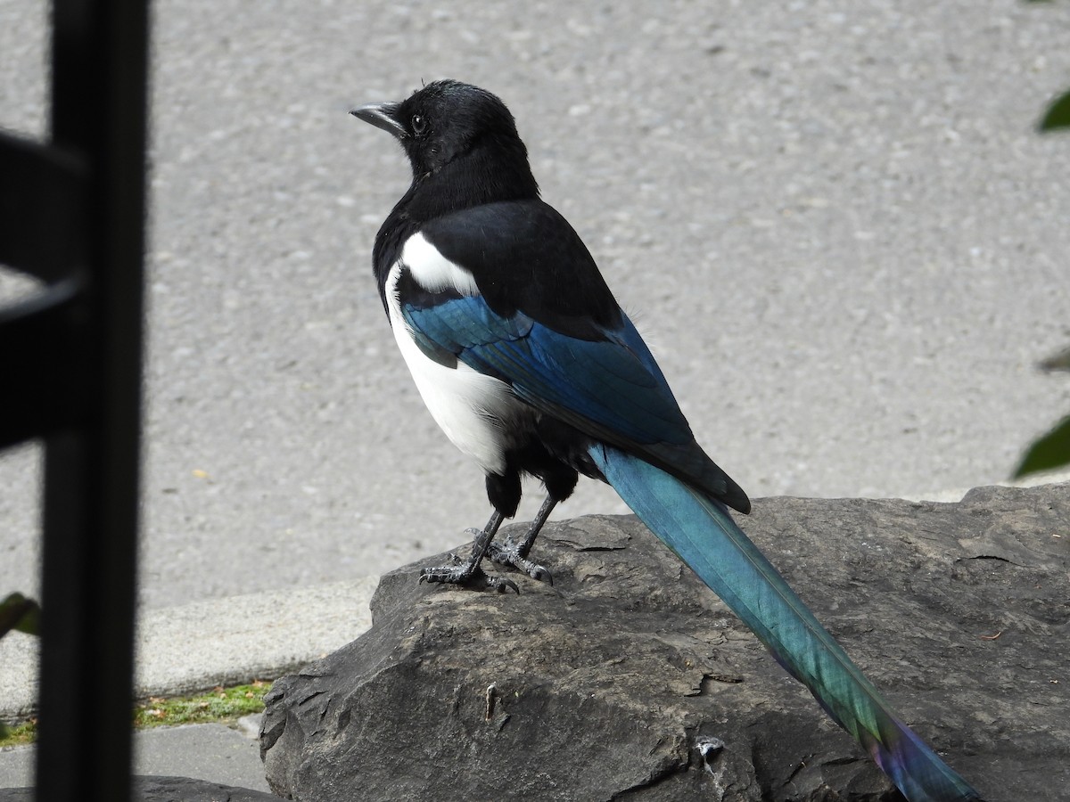 Black-billed Magpie - ML624056079