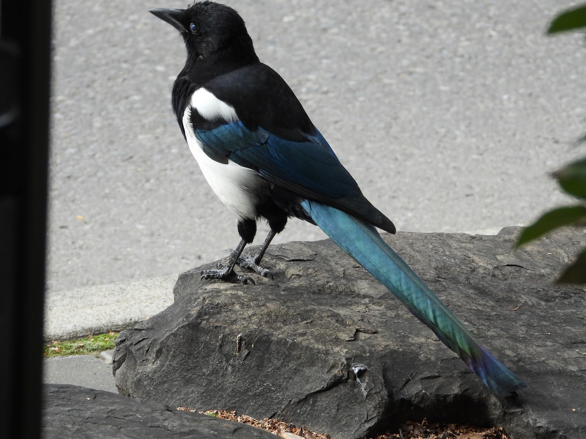 Black-billed Magpie - ML624056080