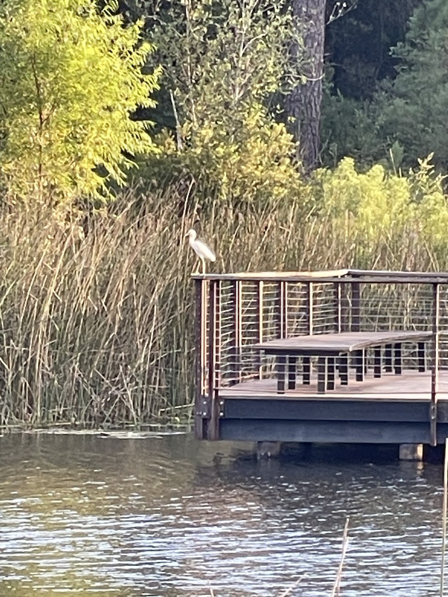 Little Blue Heron - ML624056105