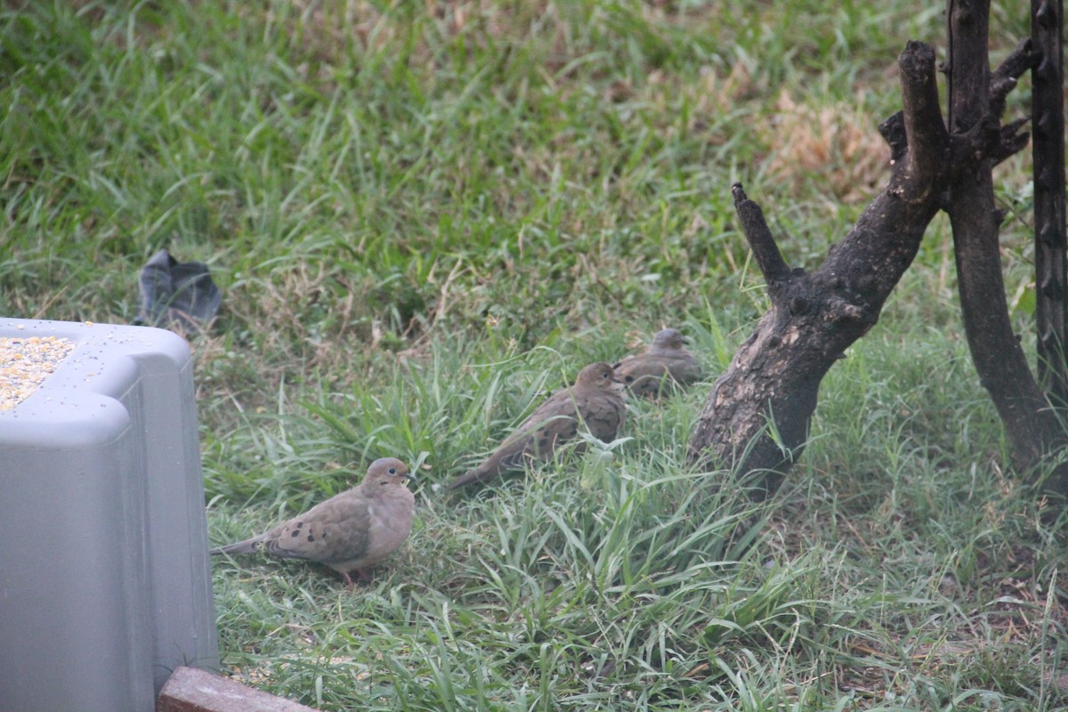 Mourning Dove - ML624056109