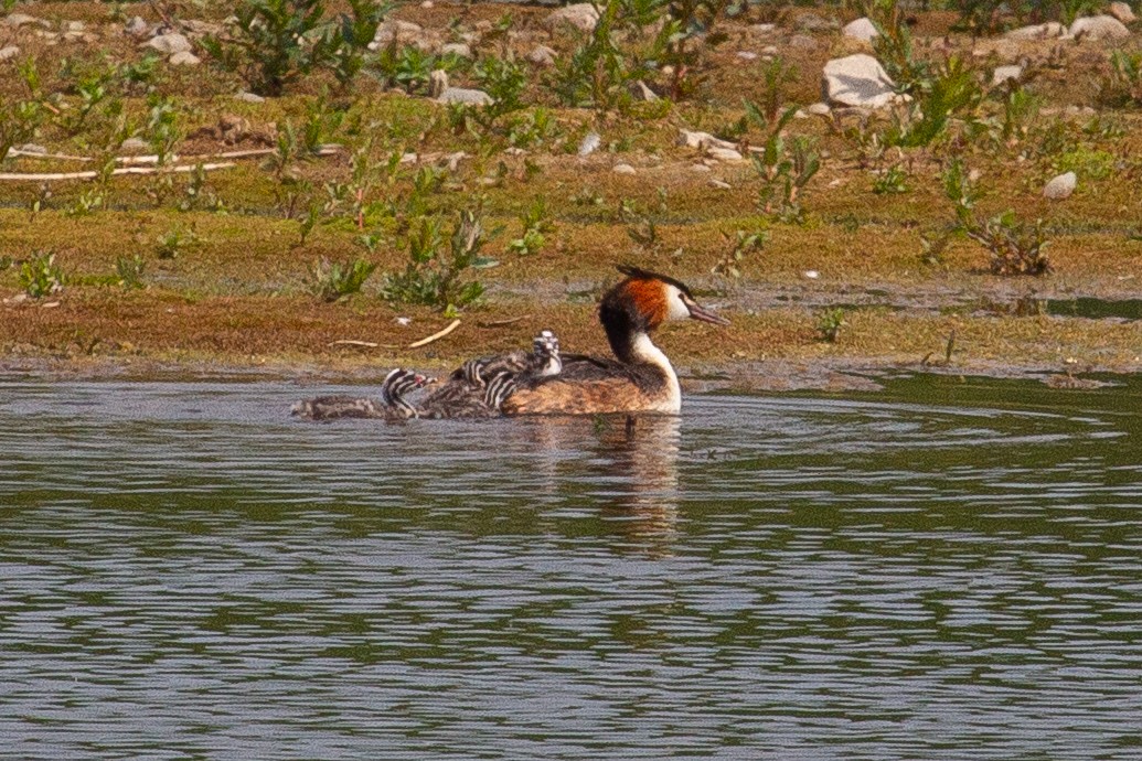 Great Crested Grebe - ML624056114