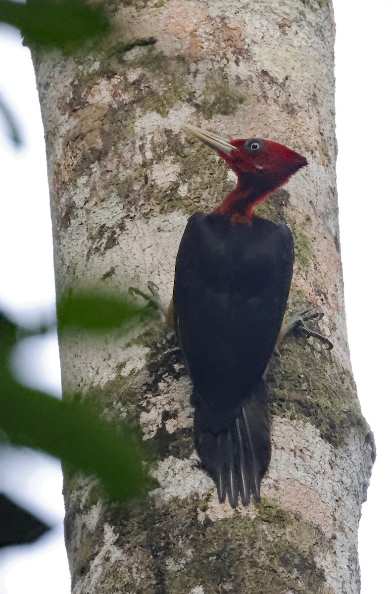 Red-necked Woodpecker - Michael Smith