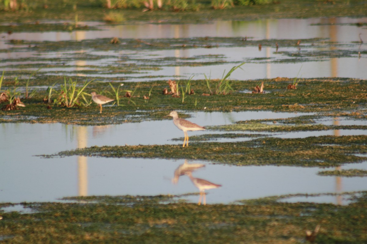 Greater Yellowlegs - ML624056131