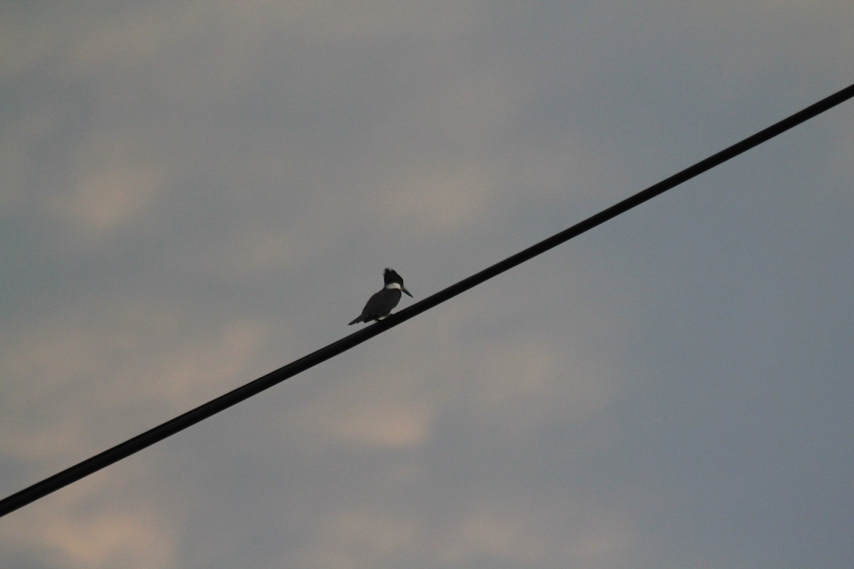 Belted Kingfisher - ML624056155