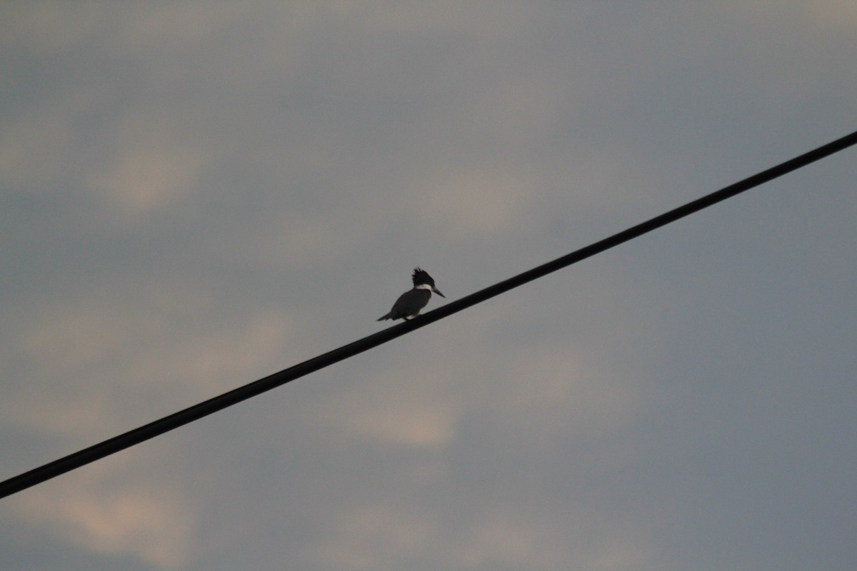 Belted Kingfisher - ML624056156