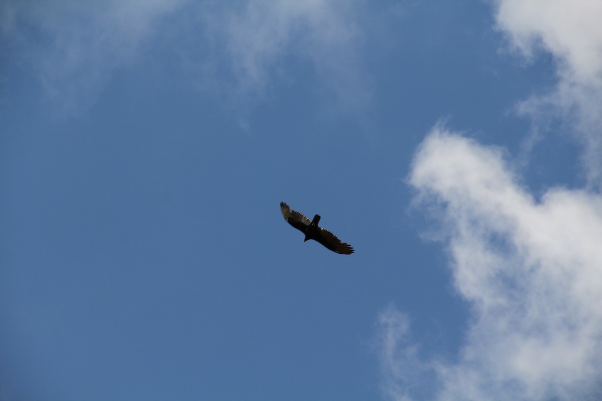 Turkey Vulture - ML624056182