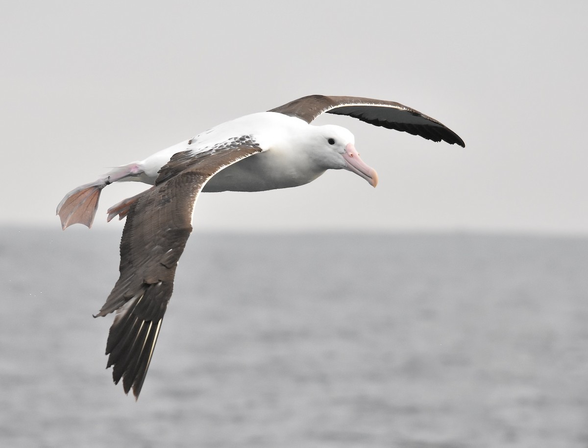 Northern Royal Albatross - ML624056192