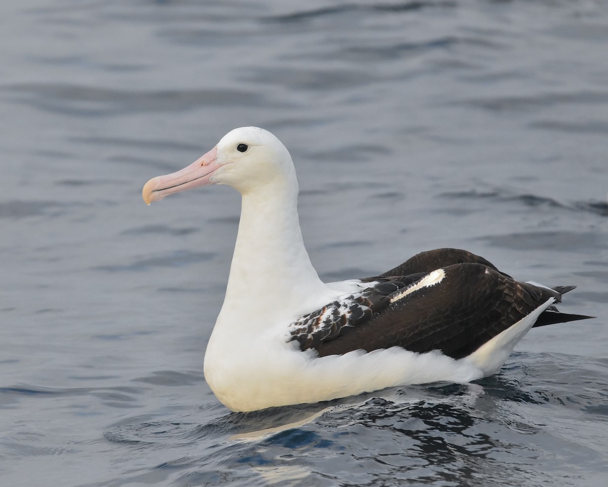 Northern Royal Albatross - ML624056193