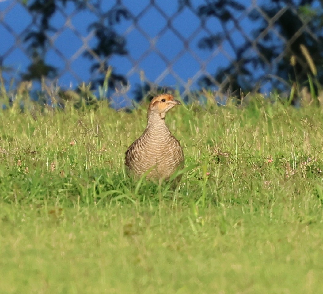 Gray Francolin - ML624056205