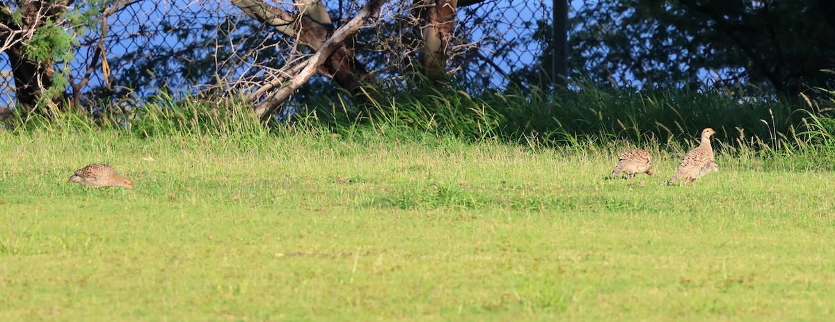 Gray Francolin - ML624056206