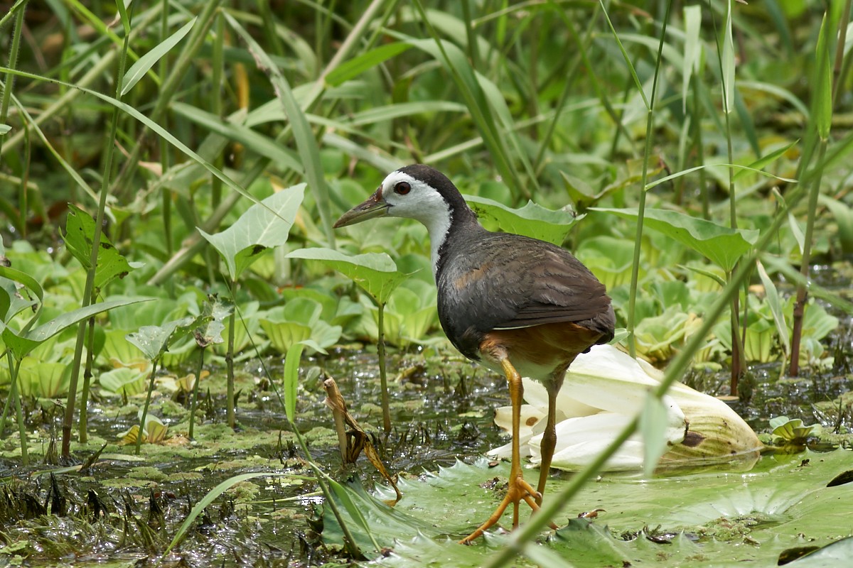 White-breasted Waterhen - ML62405621