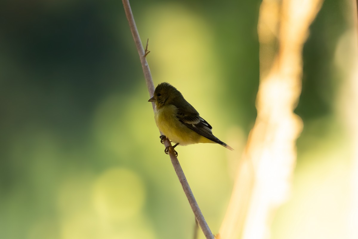 Lesser Goldfinch - ML624056210