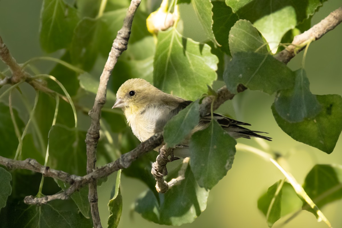 Lesser Goldfinch - ML624056211