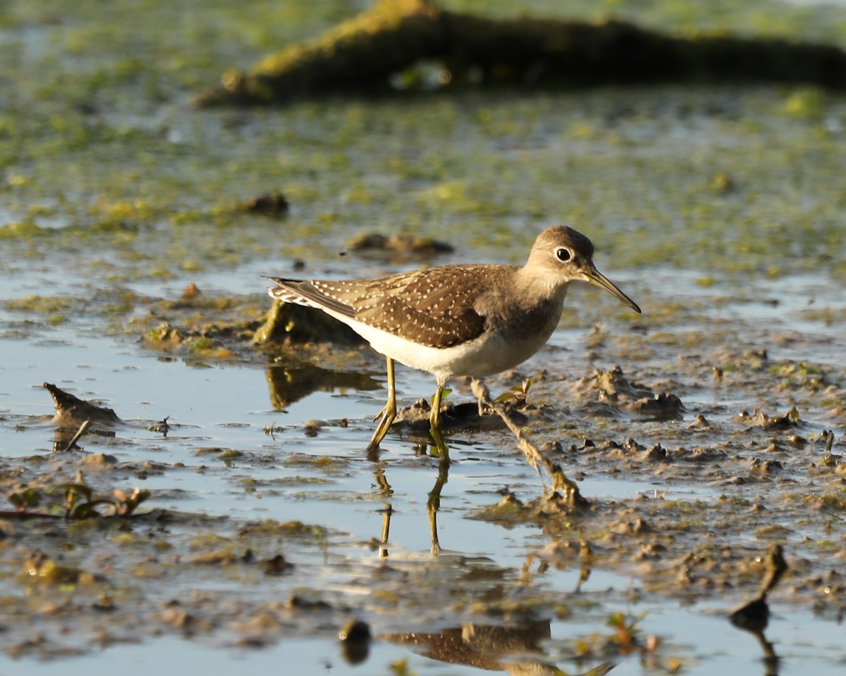 Solitary Sandpiper - ML624056227