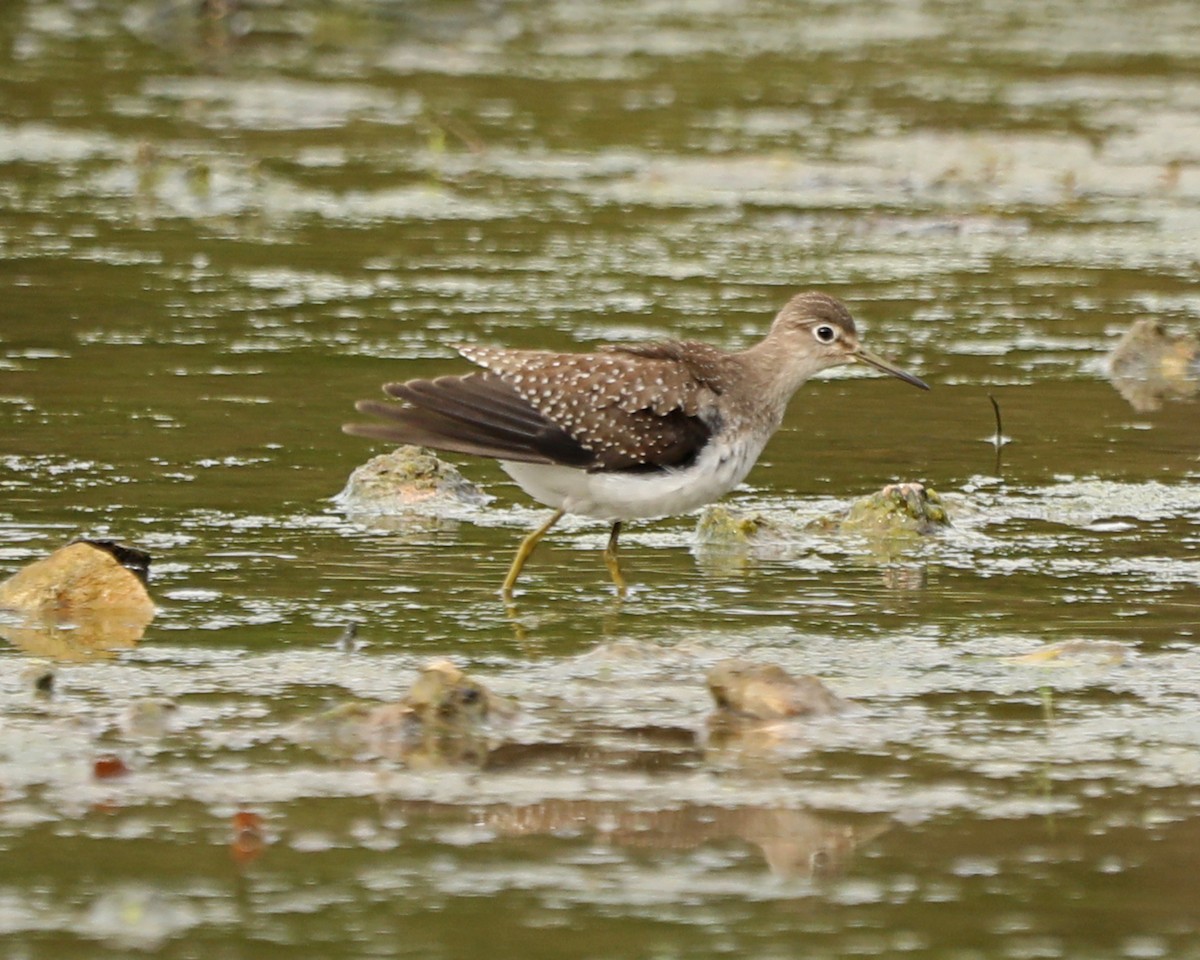 Solitary Sandpiper - ML624056228