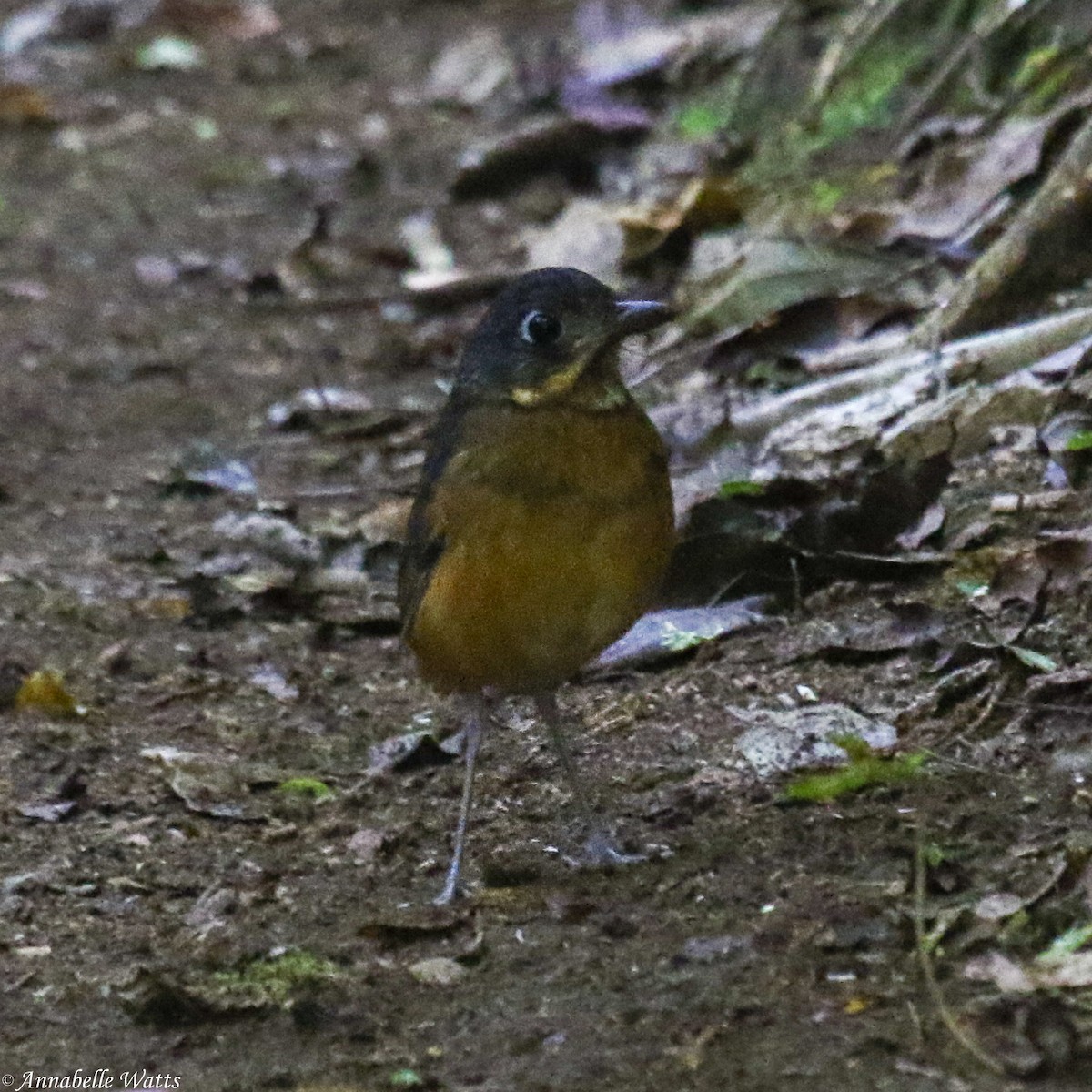 Scaled Antpitta - ML624056251