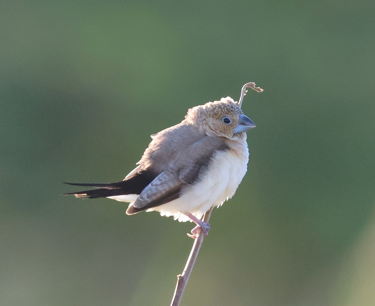 African Silverbill - ML624056256