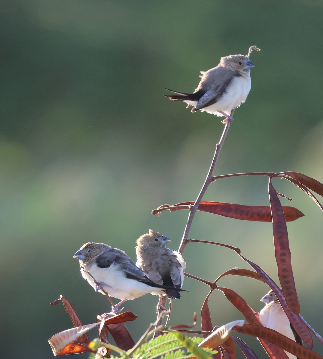 African Silverbill - ML624056257