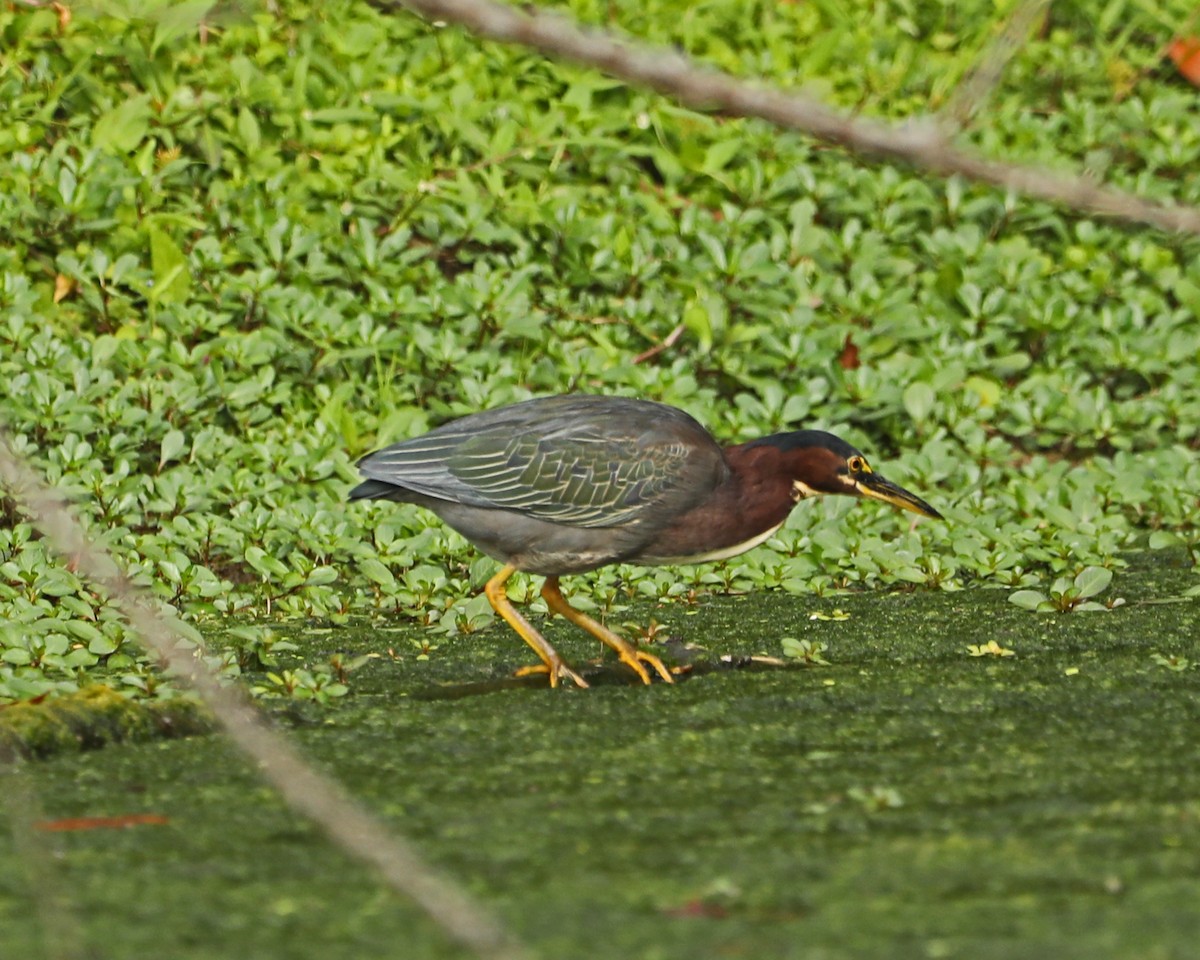 Green Heron - ML624056258