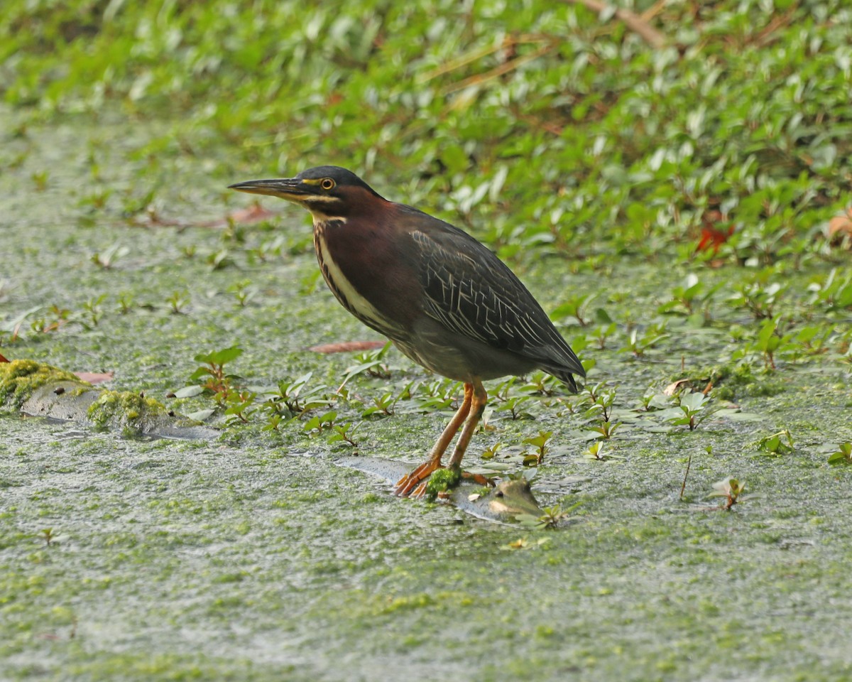 Green Heron - ML624056259