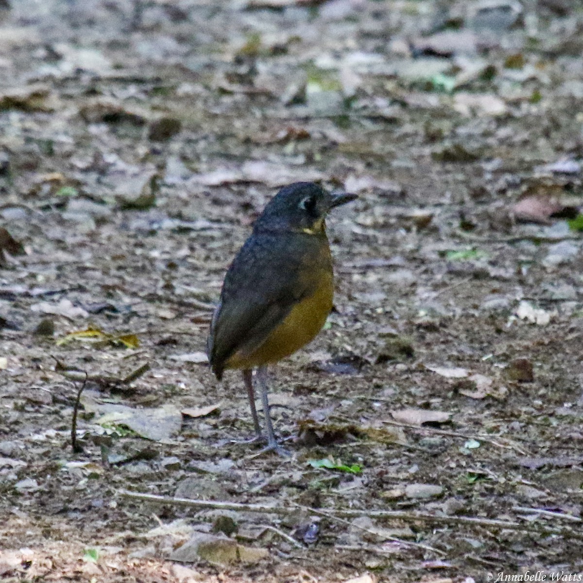 Scaled Antpitta - ML624056260