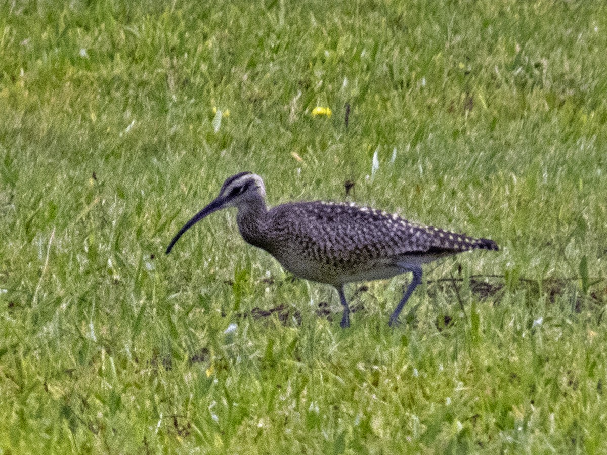 Whimbrel - ML624056262