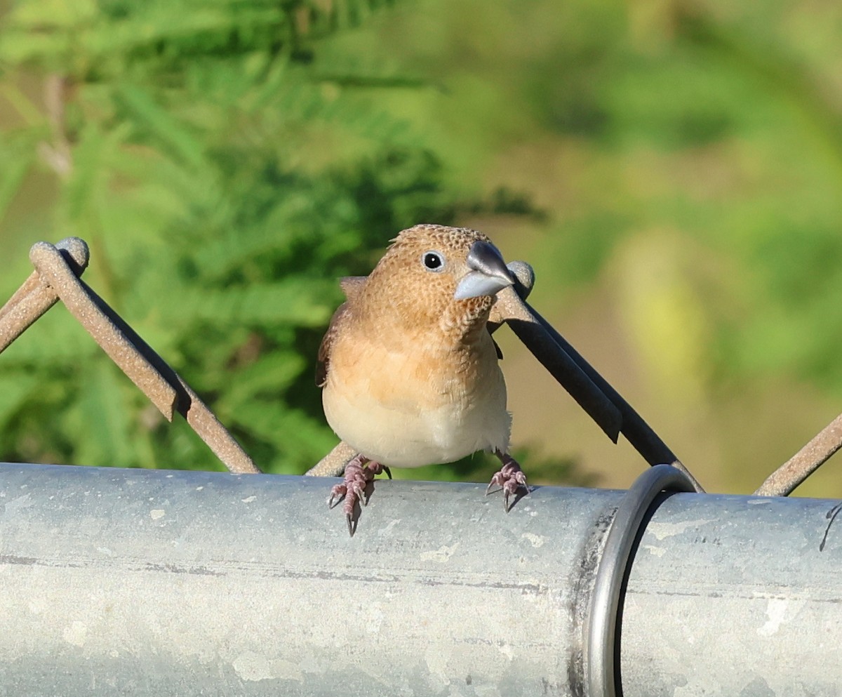 African Silverbill - ML624056264