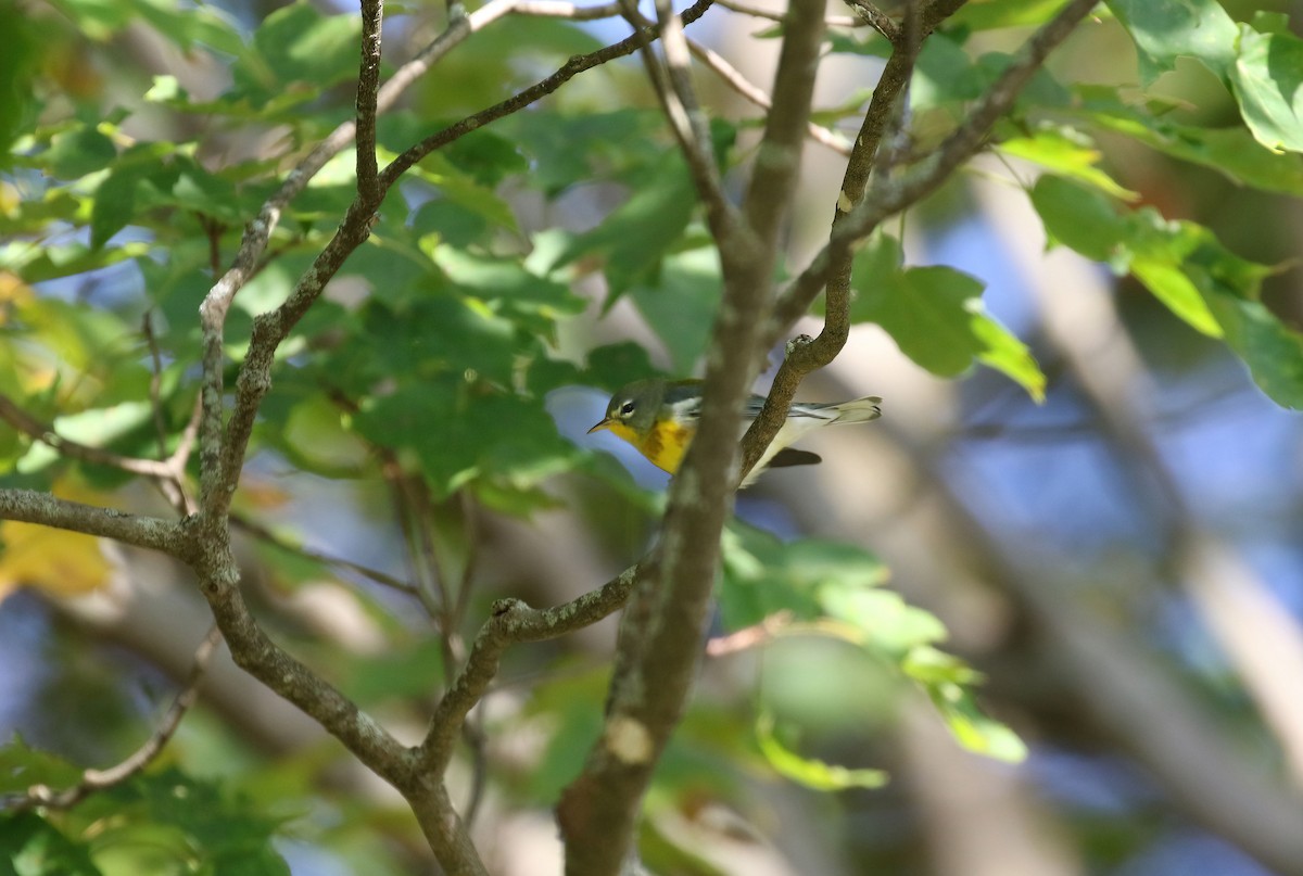 Northern Parula - ML624056267