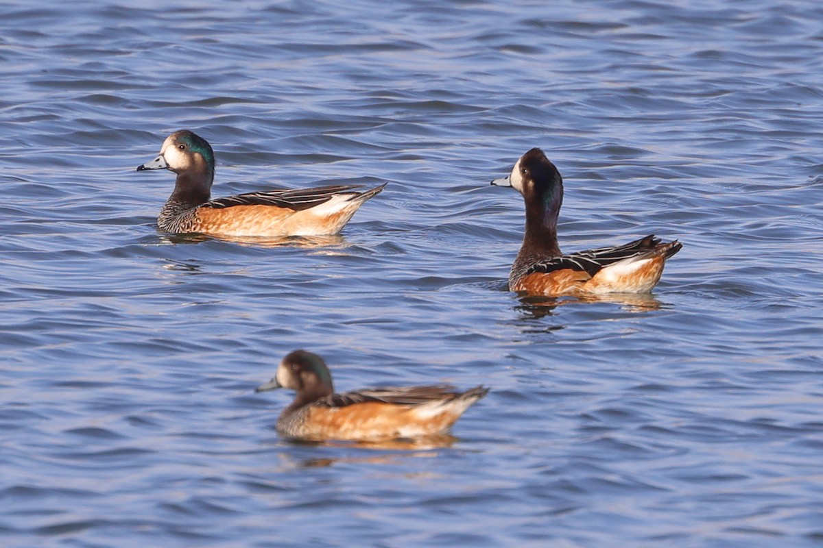 Canard de Chiloé - ML624056272