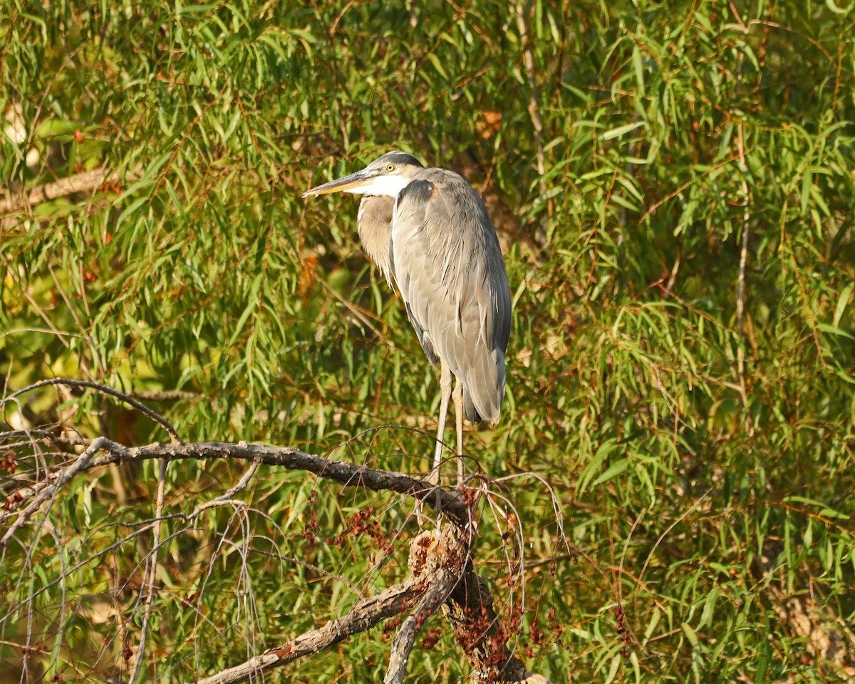 Great Blue Heron - ML624056275