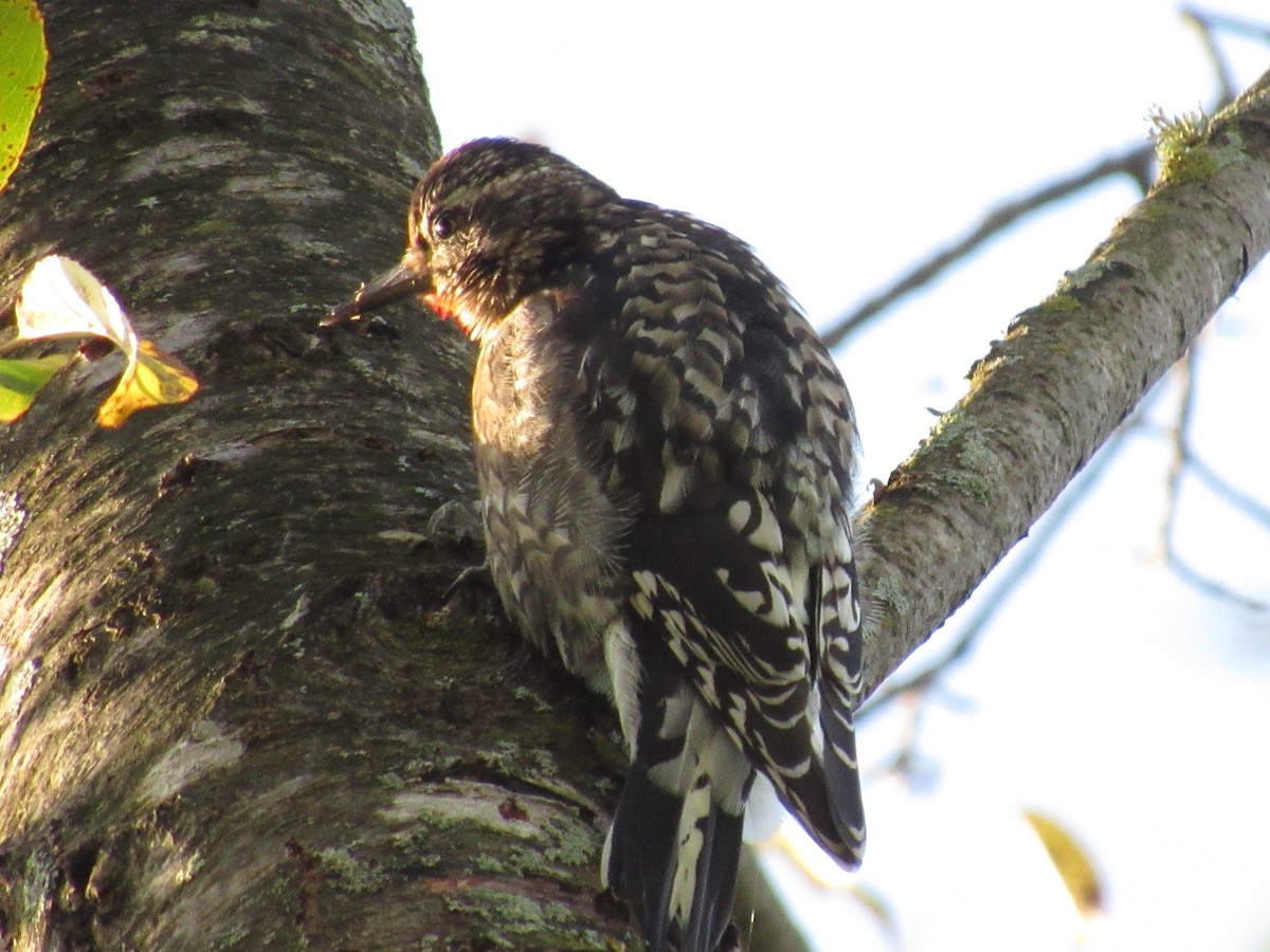 Yellow-bellied Sapsucker - ML624056277