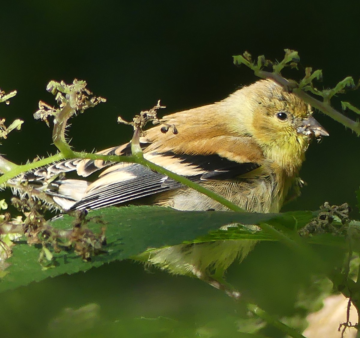 American Goldfinch - ML624056278