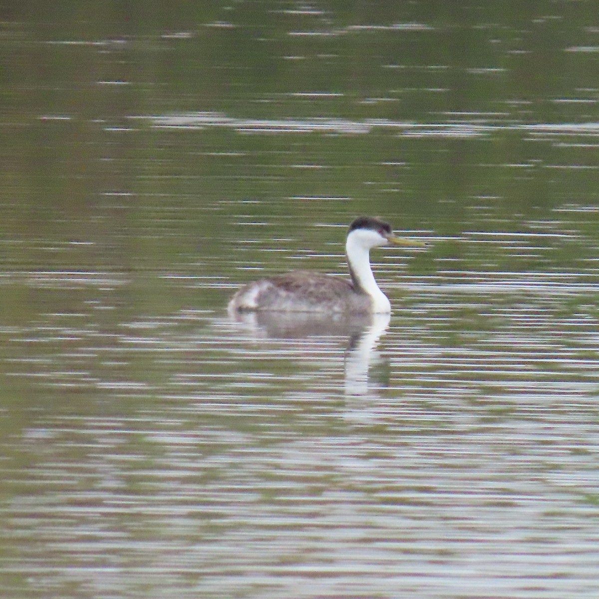 Western Grebe - ML624056280