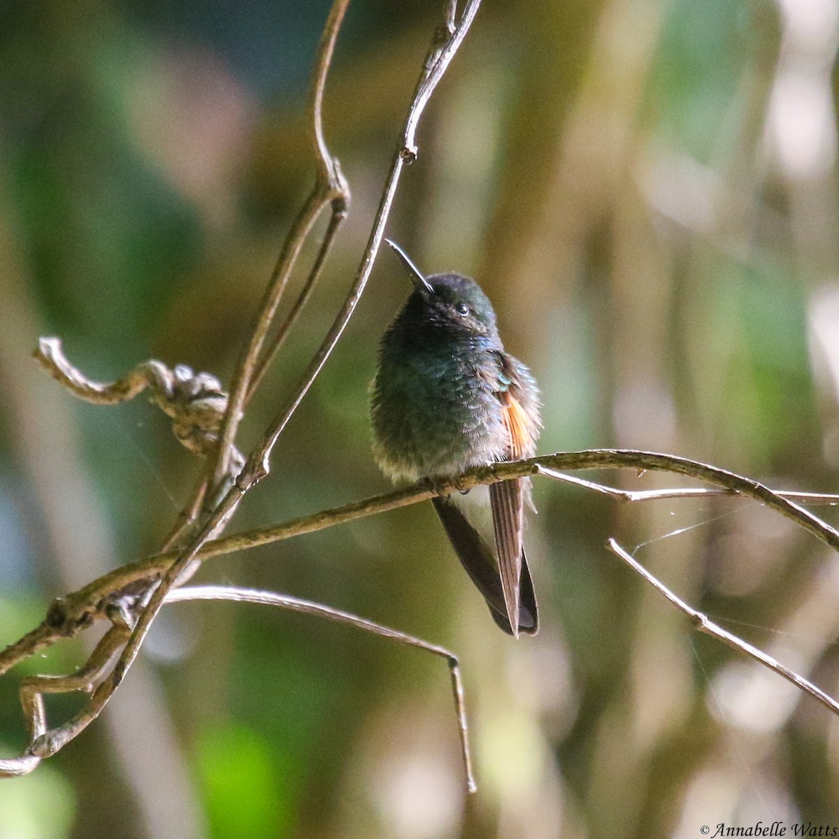 Stripe-tailed Hummingbird - ML624056294