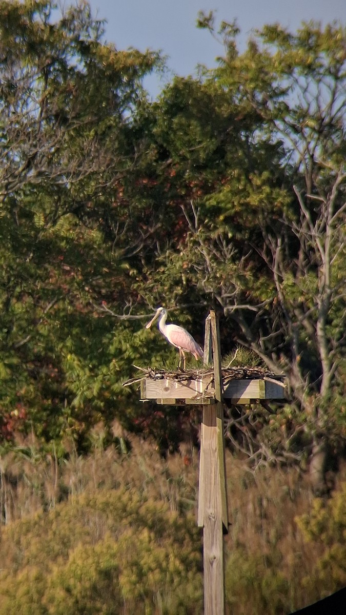 Roseate Spoonbill - ML624056300