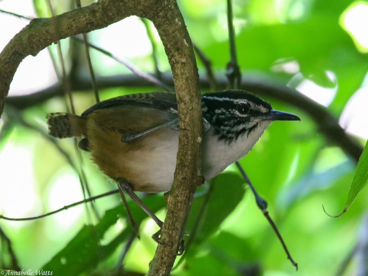 White-breasted Wood-Wren - ML624056304