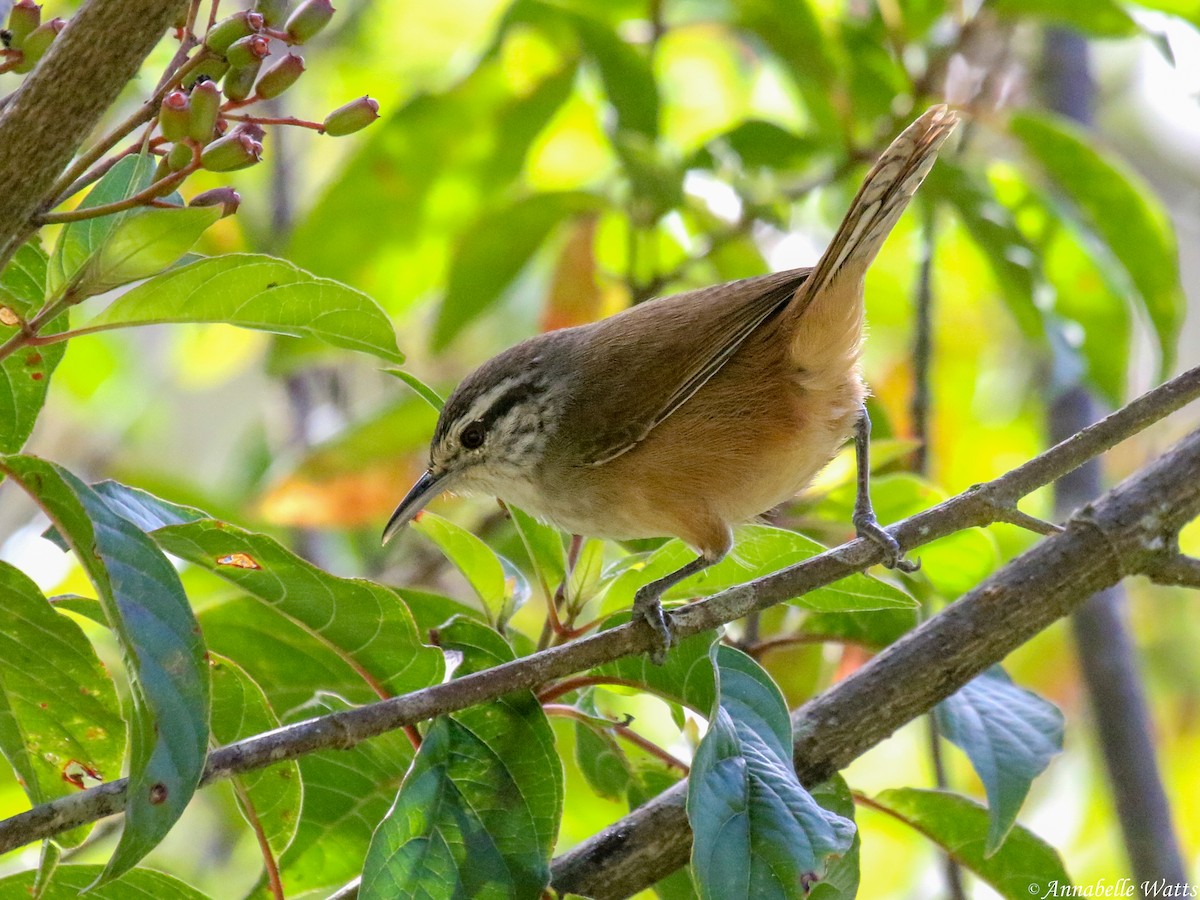 White-breasted Wood-Wren - ML624056305