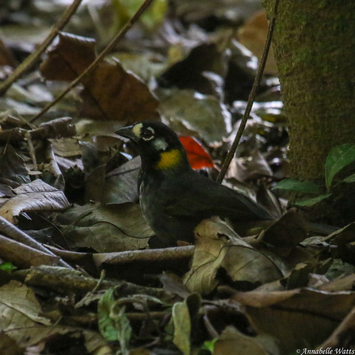 White-eared Ground-Sparrow - ML624056307